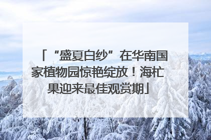 “盛夏白纱”在华南国家植物园惊艳绽放！海杧果迎来最佳观赏期