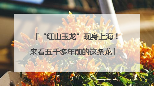 “红山玉龙”现身上海！来看五千多年前的这条龙