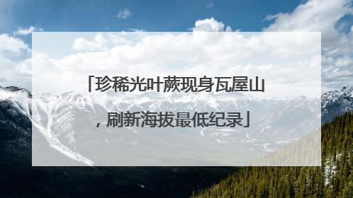 珍稀光叶蕨现身瓦屋山，刷新海拔最低纪录
