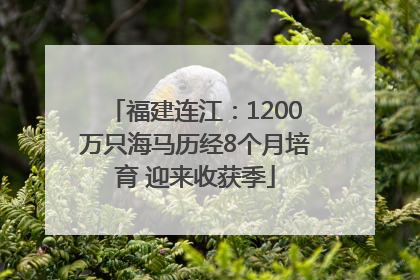 福建连江：1200万只海马历经8个月培育 迎来收获季