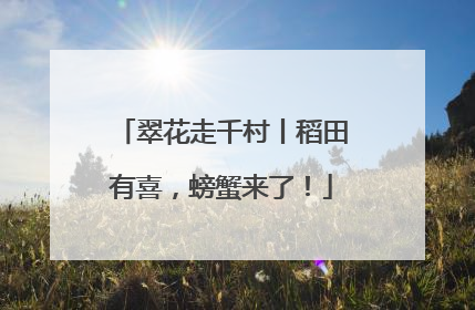 翠花走千村丨稻田有喜，螃蟹来了！