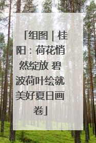 组图｜桂阳：荷花悄然绽放 碧波荷叶绘就美好夏日画卷