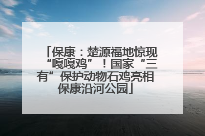 保康：楚源福地惊现“嘎嘎鸡”！国家“三有”保护动物石鸡亮相保康沿河公园