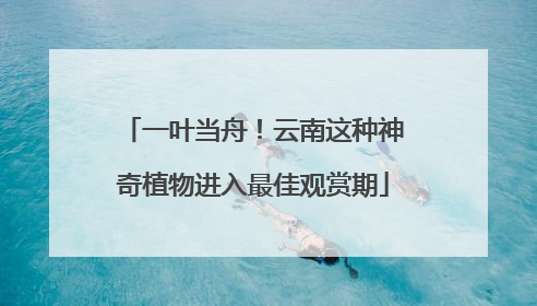 一叶当舟！云南这种神奇植物进入最佳观赏期