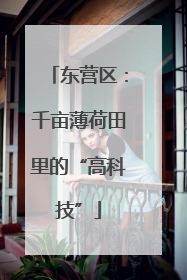 东营区：千亩薄荷田里的“高科技”