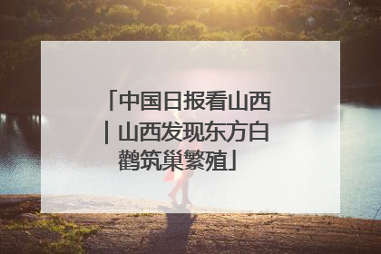 中国日报看山西｜山西发现东方白鹳筑巢繁殖