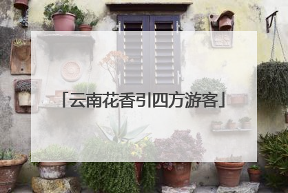 云南花香引四方游客