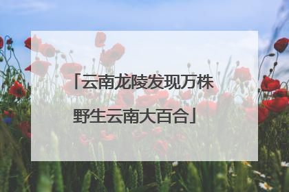 云南龙陵发现万株野生云南大百合