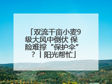 双流千亩小麦9级大风中倒伏 保险难撑“保护伞”？丨阳光帮忙