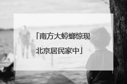 南方大蟑螂惊现北京居民家中
