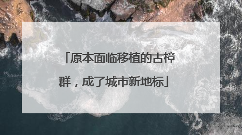 原本面临移植的古樟群，成了城市新地标