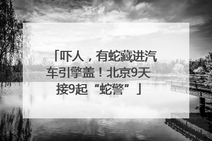 吓人，有蛇藏进汽车引擎盖！北京9天接9起“蛇警”