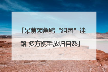呆萌领角鸮“组团”迷路 多方携手放归自然