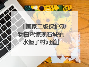 国家二级保护动物白鹭惊现石城镇水堡子村河道