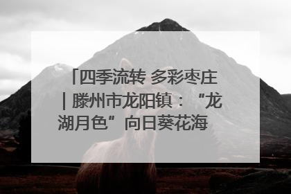 四季流转 多彩枣庄｜滕州市龙阳镇：“龙湖月色”向日葵花海 绘就乡村振兴新画卷