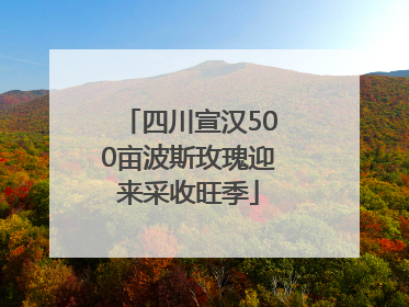 四川宣汉500亩波斯玫瑰迎来采收旺季