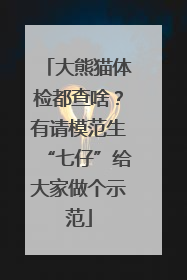 大熊猫体检都查啥？有请模范生“七仔”给大家做个示范
