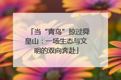 当“青鸟”掠过舜皇山：一场生态与文明的双向奔赴