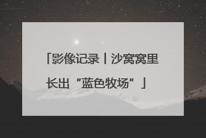 影像记录丨沙窝窝里长出“蓝色牧场”