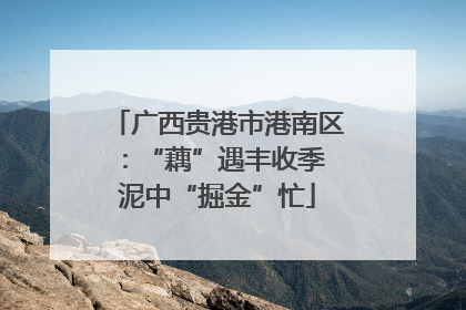 广西贵港市港南区：“藕”遇丰收季 泥中“掘金”忙