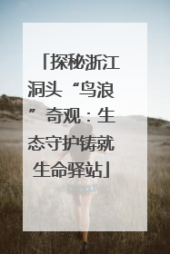 探秘浙江洞头“鸟浪”奇观：生态守护铸就生命驿站