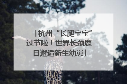 杭州“长腿宝宝”过节啦！世界长颈鹿日邂逅新生幼崽