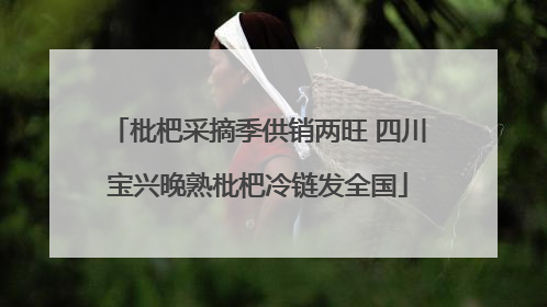 枇杷采摘季供销两旺 四川宝兴晚熟枇杷冷链发全国