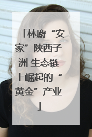 林麝“安家”陕西子洲 生态链上崛起的“黄金”产业