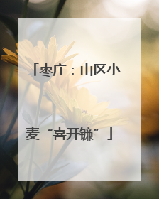 枣庄：山区小麦“喜开镰”
