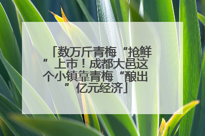 数万斤青梅“抢鲜”上市！成都大邑这个小镇靠青梅“酿出”亿元经济