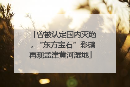 曾被认定国内灭绝，“东方宝石”彩鹮再现孟津黄河湿地