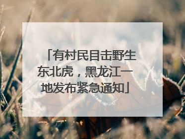 有村民目击野生东北虎，黑龙江一地发布紧急通知