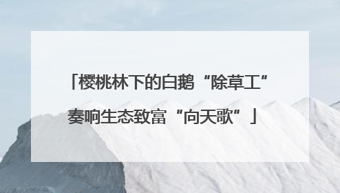 樱桃林下的白鹅“除草工” 奏响生态致富“向天歌”