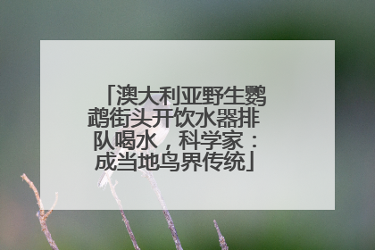 澳大利亚野生鹦鹉街头开饮水器排队喝水，科学家：成当地鸟界传统