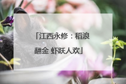 江西永修：稻浪翻金 虾跃人欢