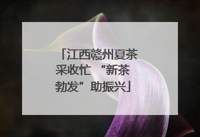 江西赣州夏茶采收忙 “新茶勃发”助振兴