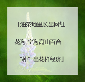 油茶地里长出网红花海 宁海高山百合“种”出花样经济