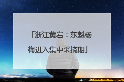 浙江黄岩：东魁杨梅进入集中采摘期