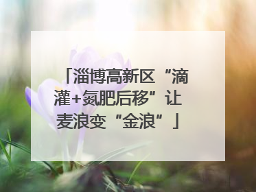 淄博高新区“滴灌+氮肥后移”让麦浪变“金浪”