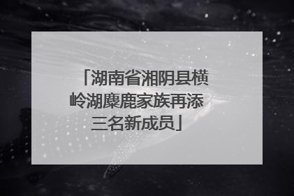 湖南省湘阴县横岭湖麋鹿家族再添三名新成员