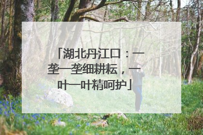 湖北丹江口：一垄一垄细耕耘，一叶一叶精呵护