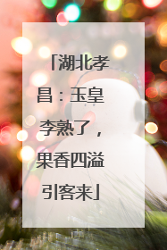 湖北孝昌：玉皇李熟了，果香四溢引客来