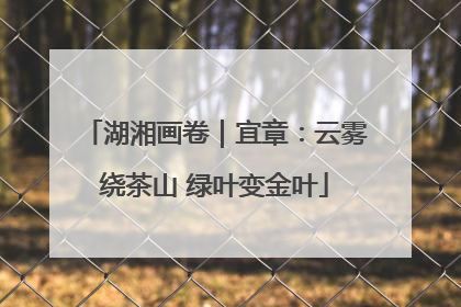 湖湘画卷｜宜章：云雾绕茶山 绿叶变金叶