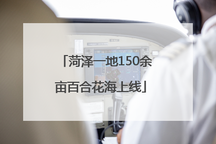 菏泽一地150余亩百合花海上线
