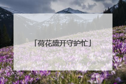 荷花盛开守护忙