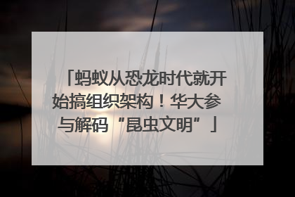 蚂蚁从恐龙时代就开始搞组织架构！华大参与解码“昆虫文明”