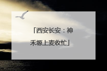西安长安：神禾塬上麦收忙