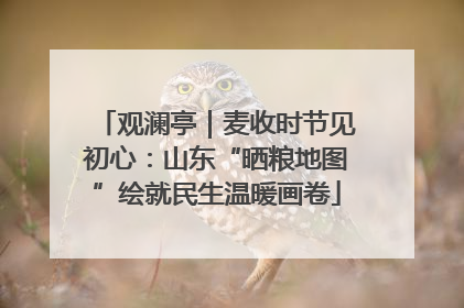 观澜亭｜麦收时节见初心：山东“晒粮地图”绘就民生温暖画卷