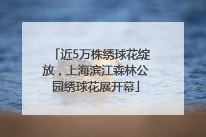近5万株绣球花绽放，上海滨江森林公园绣球花展开幕
