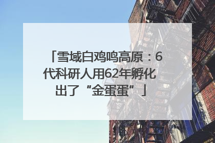 雪域白鸡鸣高原：6代科研人用62年孵化出了“金蛋蛋”